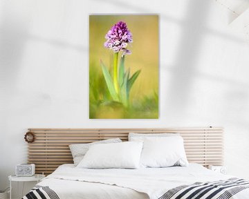 drietandige orchidee van Daniela Beyer