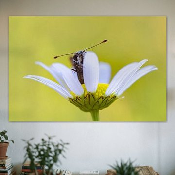 Silver-spotted skipper