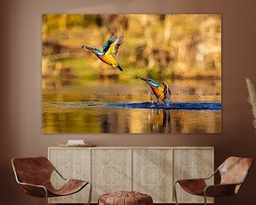 Dubbele jagende ijsvogel uit het water met visje van Photo Henk van Dijk