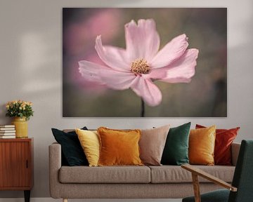 Cosmos / Cosmea roze bloem met robuuste bewerking van KB Design & Photography (Karen Brouwer)