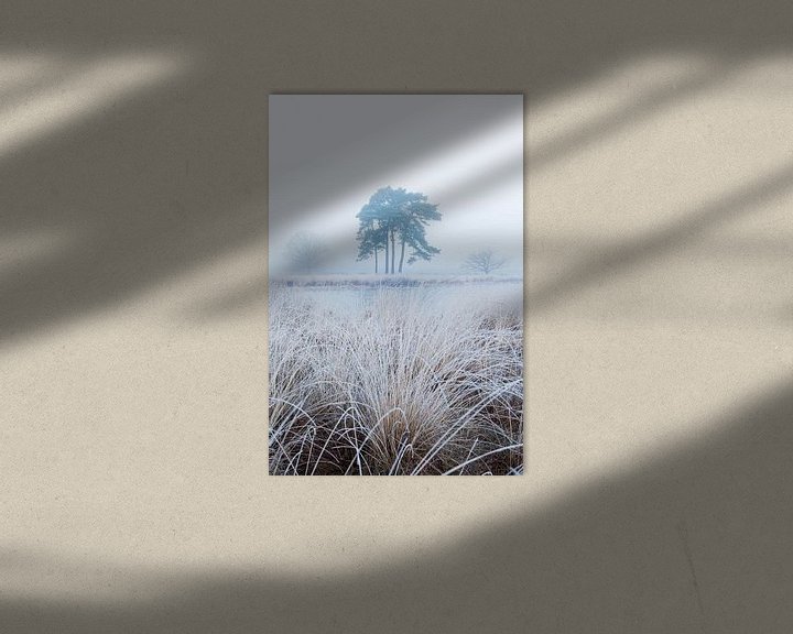 Sfeerimpressie: Bevroren gras in de mist van Patrick van Os