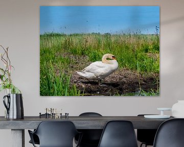 Swan on the waterfront by Charlotte Dirkse