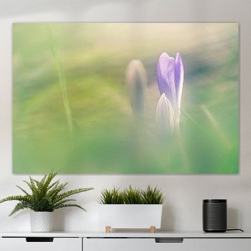 Dreamy purple crocus in bloom