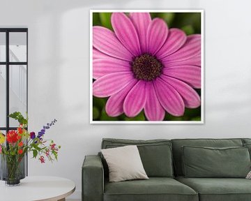Blumen auf dem Platz