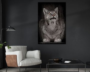 Look up sly gray-haired predator lynx by Michael Semenov