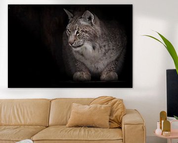 The reddish lynx looks with interest by Michael Semenov