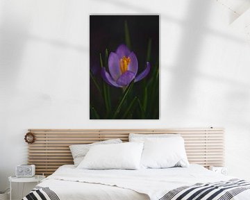 Crocus, spring is coming by Lindy Schenk-Smit