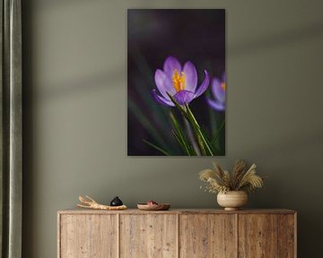 Crocus, le printemps arrive sur Lindy Schenk-Smit