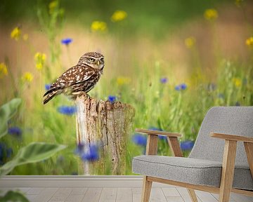 Little owl between the cornflowers by Caroline van der Vecht