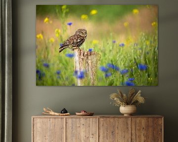 Little owl between the cornflowers by Caroline van der Vecht