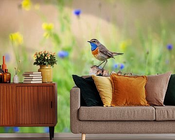 Bluethroat in spring by Caroline van der Vecht