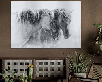Two konik horses by Caroline van der Vecht