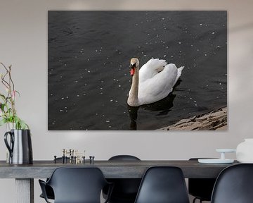 The mute swan is looking for breakfast by Harald Schottner