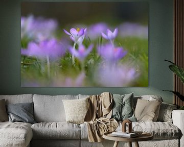 Krokus in het gras van Ad Jekel