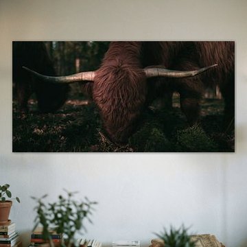 Grazing scotisch highlander in the forrest sunrise