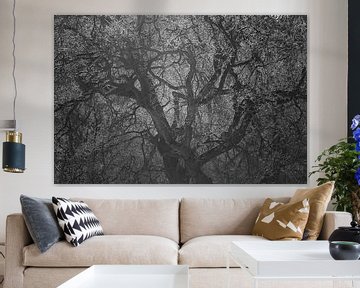 Eikenboom in winters tegenlicht van Leendert Noordzij Photography