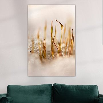 Macro de la mousse de houx dans la neige