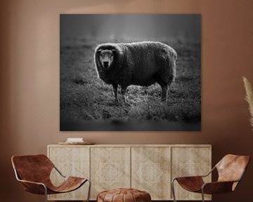 Schafe schwarz und weiß von Kim van Beveren