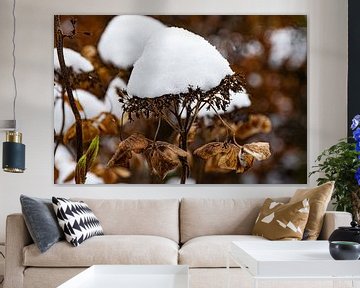 Hortensia met sneeuwhoed van Ingrid de Vos - Boom