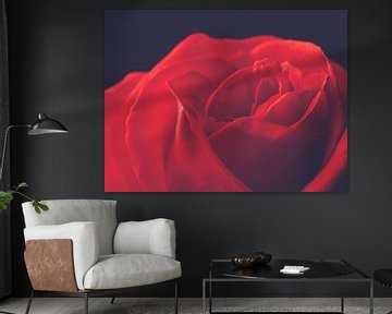 Mooie rode roos van Andreas Berheide Photography