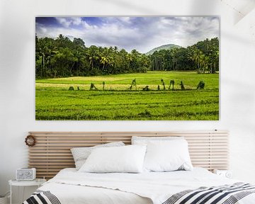 Panorama Landschaft mit grünem Reisfeld in Sri Lanka von Dieter Walther