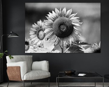 Tournesol en noir et blanc