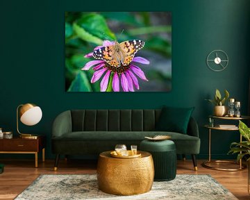 Papillon de chardon (Vanessa cardui) sur un coneflower sur Animaflora PicsStock