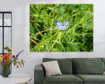 Faulbaum-Bläuling  (Celastrina argiolus) auf einer Wiese von Animaflora PicsStock