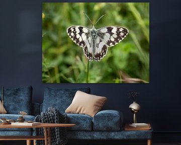 Chessboard (Melanargia galathea) in a meadow by Animaflora PicsStock