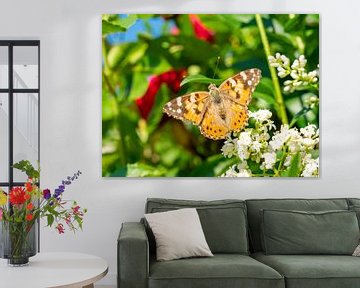 Le papillon chardon (Vanessa cardui) au printemps sur Animaflora PicsStock