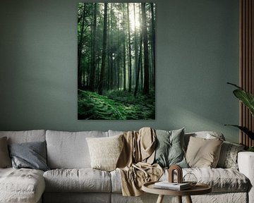 Sunbeams in a forest full of ferns by Jaimy Leemburg Fotografie
