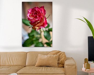 Rode roos met zonlicht van Roland de Zeeuw fotografie
