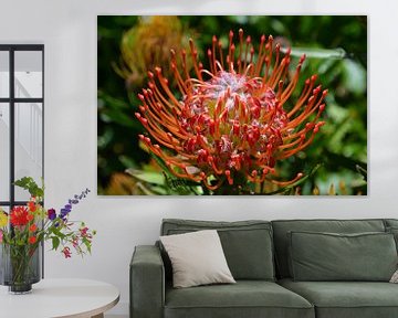 Suikerbossie/Protea