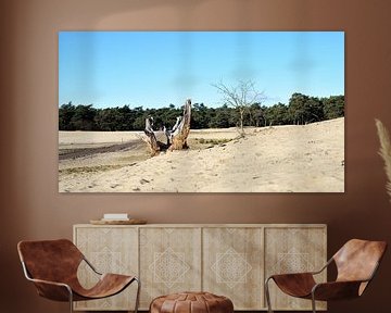 Stump and a tree on a sand drift