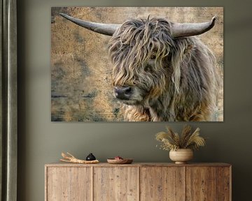 Schotse Hoogland Vee jonge stier van Joachim G. Pinkawa