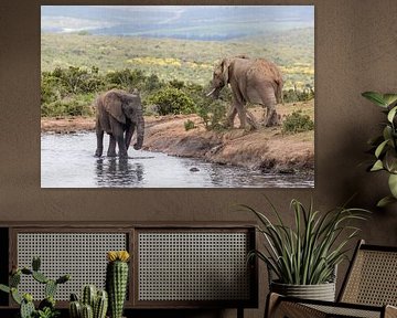 Een grijze en een zwarte olifant bij een meertje in Addo Elephant Park in Zuid-Afrika van WorldWidePhotoWeb