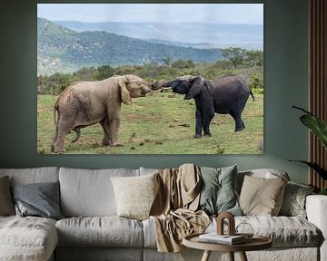 Een grijze en een zwarte olifant in een duel in Addo Elephant Park in Zuid-Afrika van WorldWidePhotoWeb