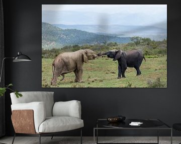 Een grijze en een zwarte olifant in een duel in Addo Elephant Park in Zuid-Afrika van WorldWidePhotoWeb