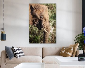 African elephant (Loxodonta africana) by Dirk Rüter