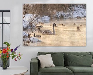 Swans in the water by Stefanie Wouters-Kersten