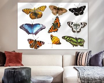 different species of butterflies on white background by Animaflora PicsStock
