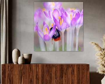 Queen of bumblebees on crocus by Karin de Jonge