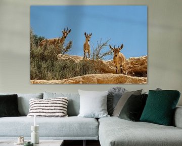 Three mountain goats by Lisette van der Heide