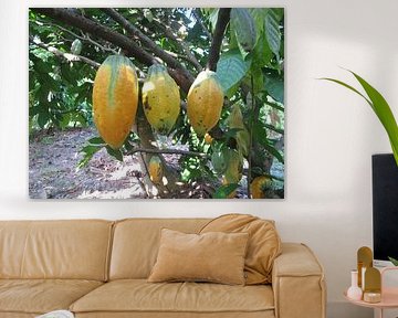 Cacao fruit by Marcio Leite