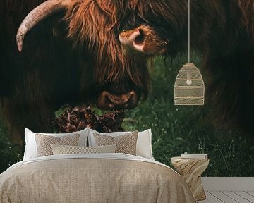 Birth of a Scottish Highlander | Animal Photography Cow | Tumbleweed & Fireflies Photography by Eva Krebbers | Tumbleweed & Fireflies Photography