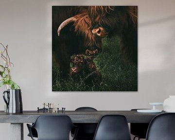 Birth of a Scottish Highlander | Animal Photography Cow | Tumbleweed & Fireflies Photography by Eva Krebbers | Tumbleweed & Fireflies Photography