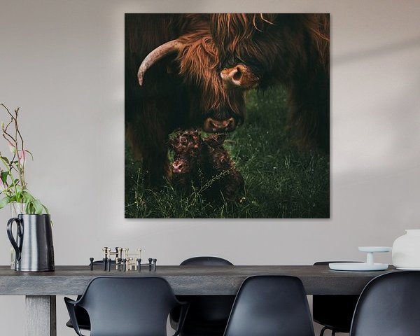 Birth of a Scottish Highlander | Animal Photography Cow | Tumbleweed & Fireflies Photography