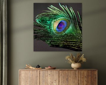 Colorful Peacock Feather by Part of the vision