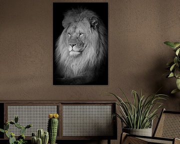 Leeuw portret in zwart-wit
