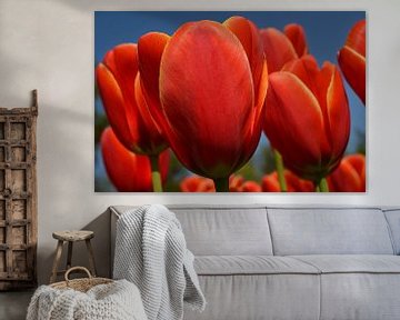 Tulpen in de Bollenstreek van JTravel